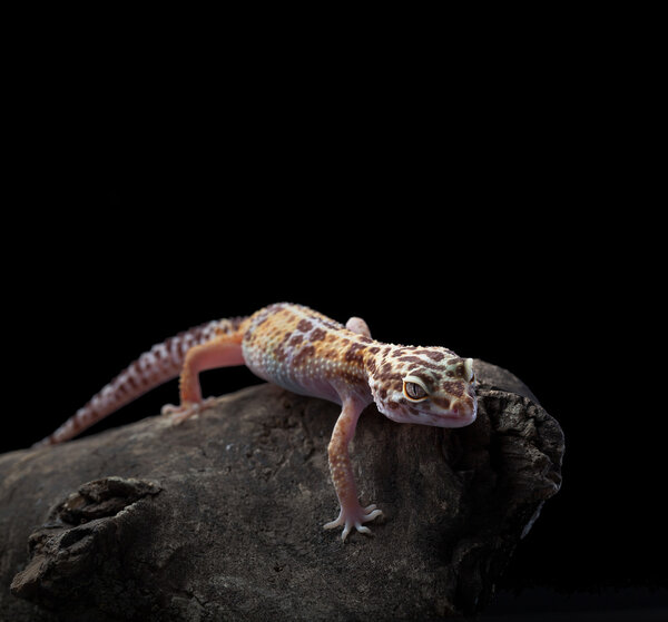 leopard gecko sitting on a brunch (Eublepharis macularius) as pe