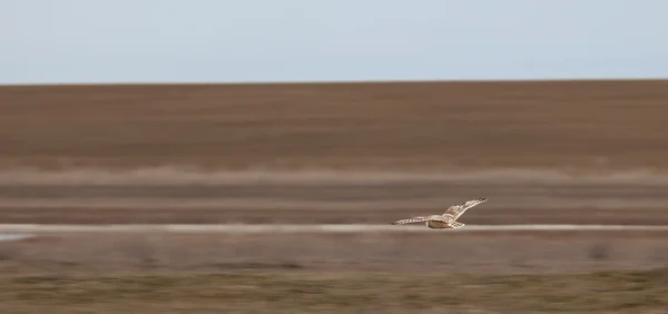 Owl in flight, over the desert — Stock Photo, Image