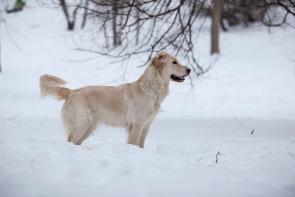 Pies myśliwski, szczęśliwy zima — Zdjęcie stockowe
