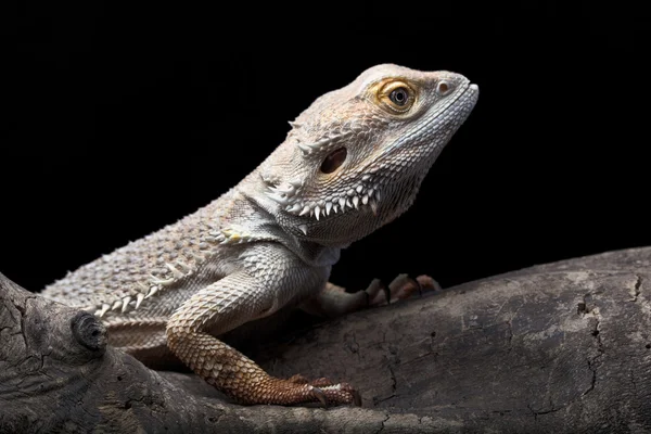 Leucistic 胡子龙-pogona vitticeps。一把胡子的肖像 — 图库照片