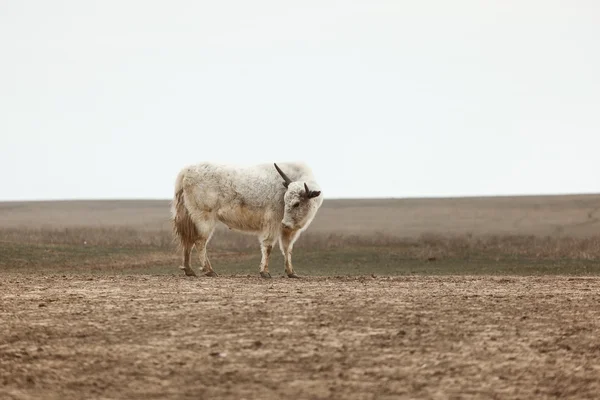 Jakken in de steppe — Stockfoto