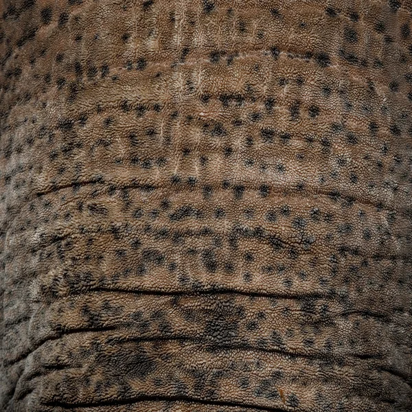 Contrast Elephant skin full frame shot — Stock Photo, Image