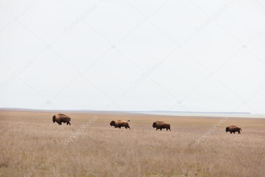 bisons in the steppe, prairies