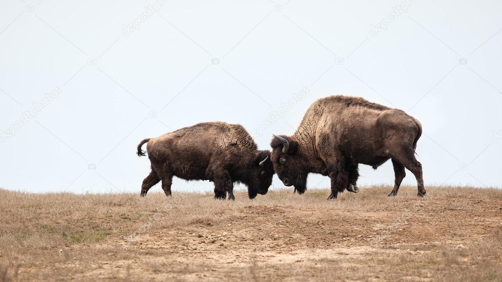 Two wild buffalos fighting, bison fight