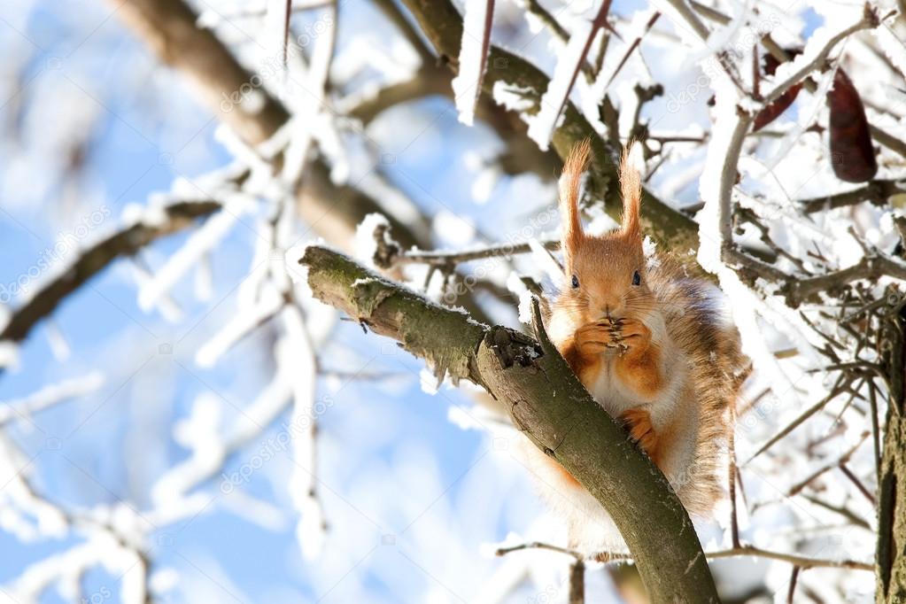 Squirrel sits on a tree on a frosty winter day
