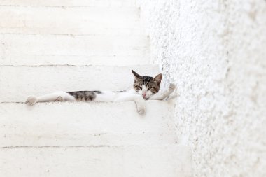 Beyaz merdiven üzerinde Yunan kedi