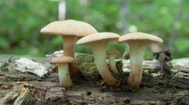 Devrilmiş ağaçtaki mantarlar