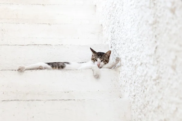 Gato griego en escalera blanca —  Fotos de Stock