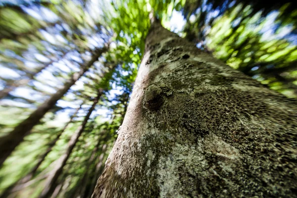 Conservation des forêts — Photo