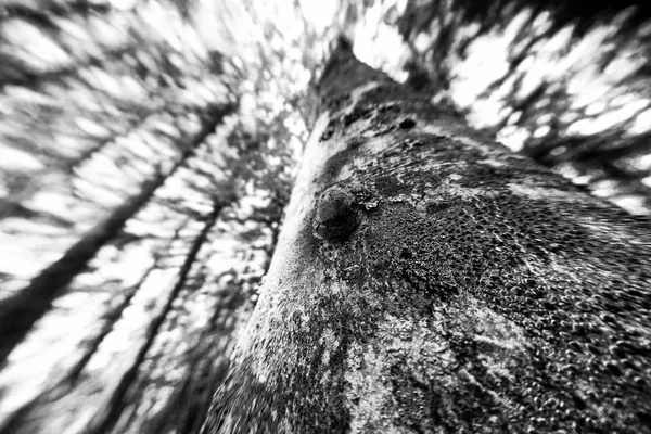 Waldschutzgebiet — Stockfoto