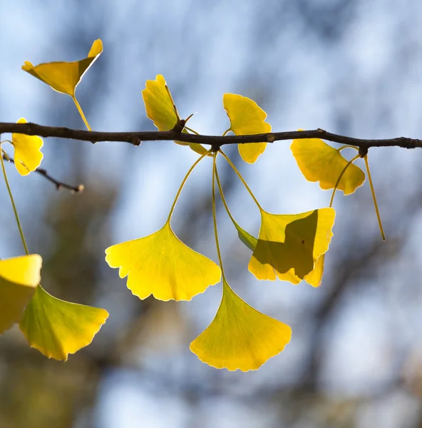 Drzewo Ginkgo — Zdjęcie stockowe