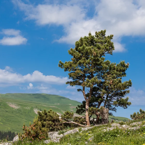 Pine over the precipice — Stock Photo, Image