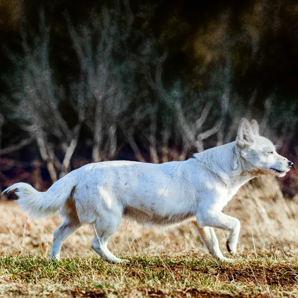 Perro blanco corriendo — Foto de Stock