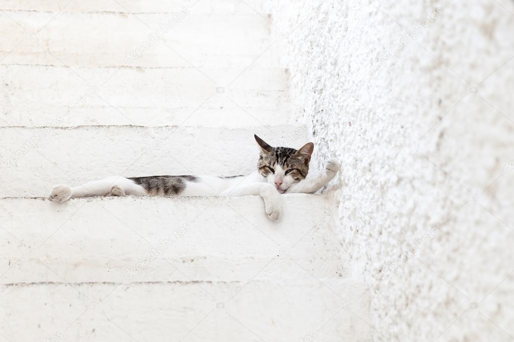 Greek cat on white ladder