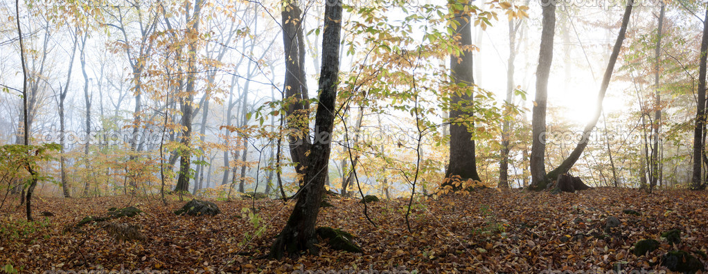 Forest Preserve, Caucasus