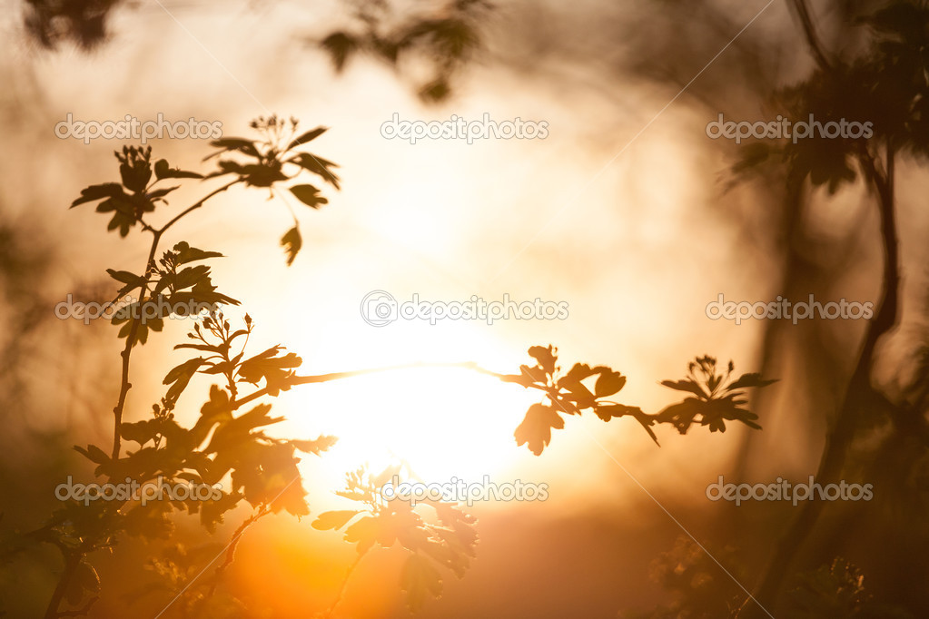 Leaves in the sunset