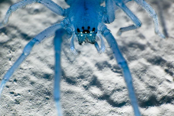Aranha azul — Fotografia de Stock