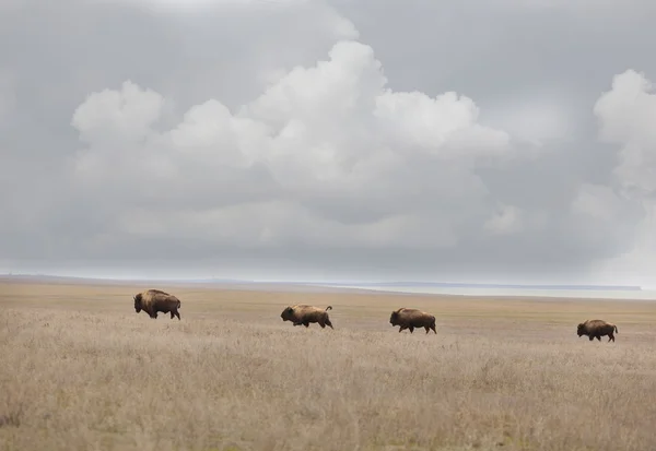 Bisons in de prairies — Stockfoto