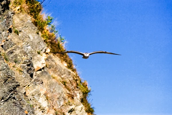 Uçan kartal — Stok fotoğraf