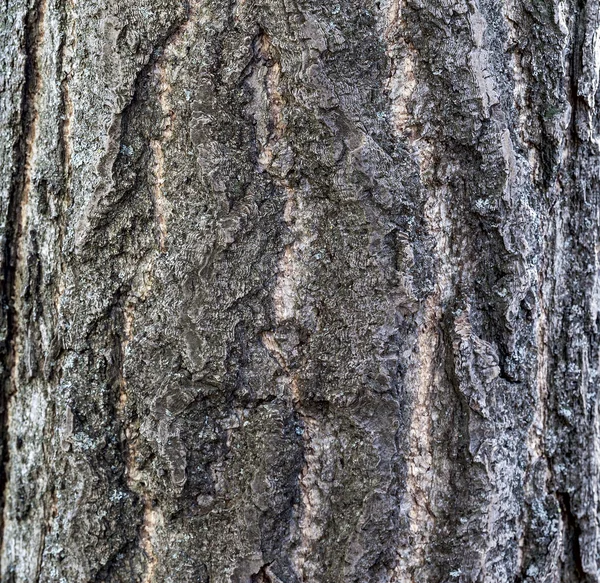 Tree bark — Stock Photo, Image