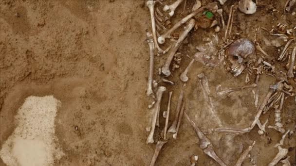 Skallar och ben av människor i marken. Mänskliga kvarlevor skelett, grund grav — Stockvideo