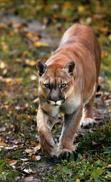 Portrait of Beautiful Puma in autumn forest. American cougar - mountain lion, striking pose, scene in the woods. Wildlife America — Stock Photo, Image