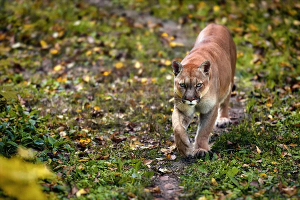 Portrait de la belle Puma dans la forêt d'automne. Couguar américain - lion de montagne, pose saisissante, scène dans les bois. Amérique de la faune — Photo