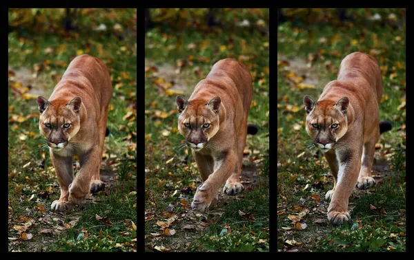 Portrait of Beautiful Puma in autumn forest, three frames in dynamics. American cougar - mountain lion, striking pose, scene in the woods. Wildlife America — Stock Photo, Image