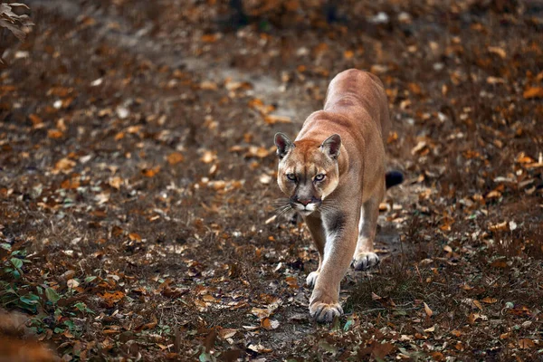 Portrait of Beautiful Puma in autumn forest. American cougar - mountain lion, striking pose, scene in the woods. Wildlife America — Stock Photo, Image