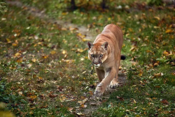 Portrait de la belle Puma dans la forêt d'automne. Couguar américain - lion de montagne, pose saisissante, scène dans les bois. Amérique de la faune — Photo