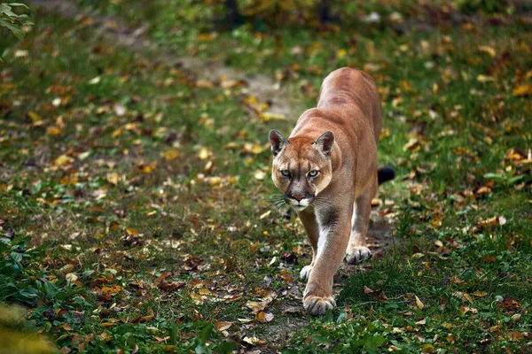 Portrait of Beautiful Puma in autumn forest. American cougar - mountain lion, striking pose, scene in the woods. Wildlife America — Stock Photo, Image