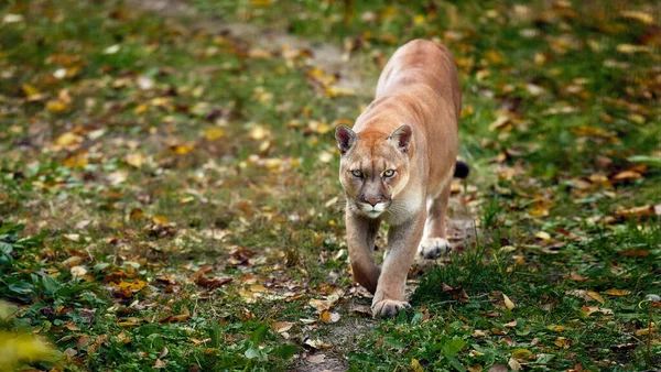 Portrait of Beautiful Puma in autumn forest. American cougar - mountain lion, striking pose, scene in the woods. Wildlife America — Stock Photo, Image