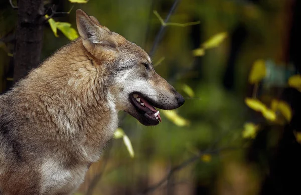 Porträt eines grauen Wolfes canis lupus, eine Nahaufnahme eines Raubtiers — Stockfoto