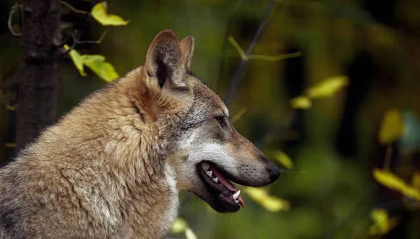 Porträt eines grauen Wolfes canis lupus, eine Nahaufnahme eines Raubtiers — Stockfoto