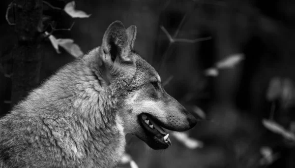 Portrait d'un loup gris canis lupus, photo rapprochée d'un prédateur — Photo