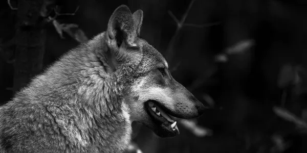 Ritratto di un lupo grigio Canis Lupus, una foto ravvicinata di un predatore — Foto Stock