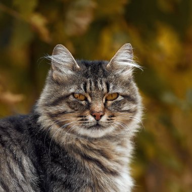 Kedi portresi. Sonbahar parkında kirletilmiş kedi. Bir sokak kedisinin portresi