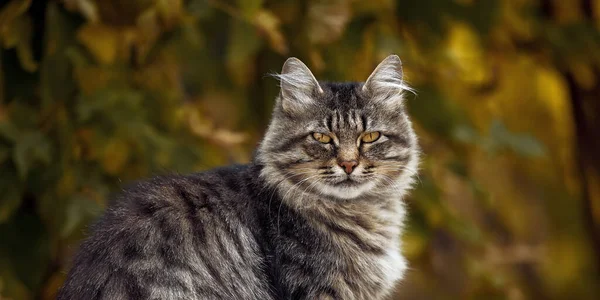 Kattporträtt. Disheveled katt i höst park. Porträtt av en gatukatt — Stockfoto