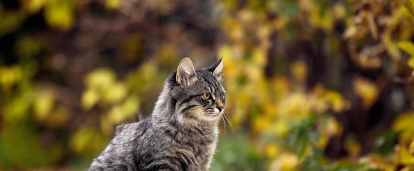 Ritratto di gatto. Gatto smussato nel parco d'autunno. Ritratto di gatto di strada — Foto Stock