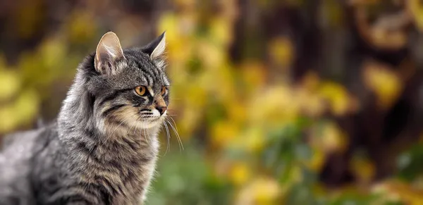 고양이 초상화. 가을 공원에서 고양이 털이 잘렸어. 거리의 고양이의 모습 — 스톡 사진