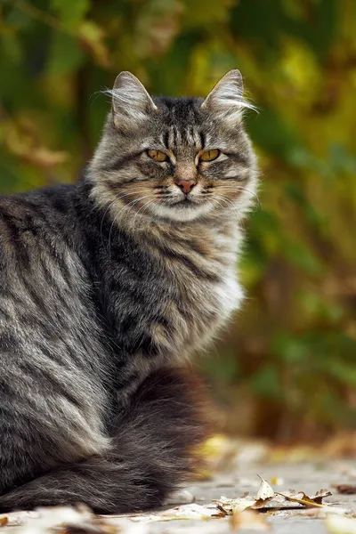 Katzenporträt. Die zerzauste Katze im Herbstpark. Porträt einer Straßenkatze Stockbild