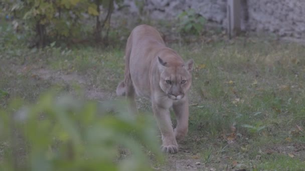 Beautiful Puma in autumn forest. American cougar - mountain lion. Wild cat walks in the forest, scene in the woods. Wildlife America. 4K slow motion, ProRes 422, ungraded C-LOG 10 bit — Stock Video