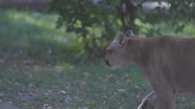 Sonbahar ormanındaki güzel Puma. Amerikan puması, dağ aslanı. Vahşi kedi ormanda yürür, ormanda sahne alır. Vahşi yaşam Amerika 'sı. 4K yavaş çekim 120 fps, ProRes 422, derecelendirilmemiş C-LOG 10 bit