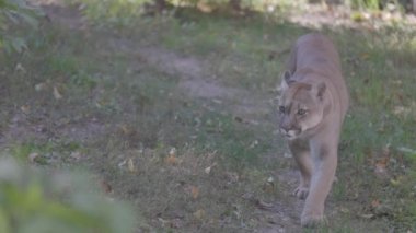 Sonbahar ormanındaki güzel Puma. Amerikan puması, dağ aslanı. Vahşi kedi ormanda yürür, ormanda sahne alır. Vahşi yaşam Amerika 'sı. 4K ağır çekim, ProRes 422, derecelendirilmemiş C-LOG 10 bit