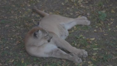 Sonbahar ormanındaki güzel Puma. Amerikan puması, dağ aslanı. Vahşi kedi ormanda yerde uzanıyordu. Vahşi yaşam Amerika 'sı. Ağır çekim 120 fps, ProRes 422, derecelendirilmemiş C-LOG 10 bit