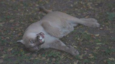 Sonbahar ormanındaki güzel Puma. Amerikan puması, dağ aslanı. Vahşi kedi ormanda yerde uzanıyordu. Vahşi yaşam Amerika 'sı. Ağır çekim 120 fps, ProRes 422, derecelendirilmemiş C-LOG 10 bit