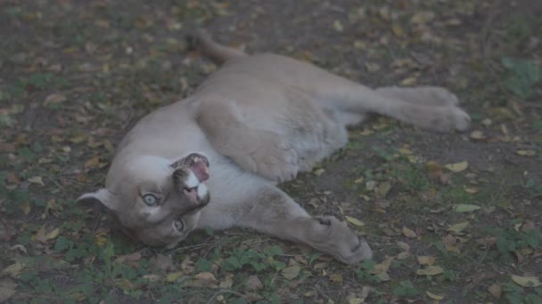 Prachtige Puma in het herfstbos. Amerikaanse poema - bergleeuw. Wilde kat ligt op de grond in het bos. Wildlife Amerika. Langzame beweging 120 fps, ProRes 422, ongesorteerd C-LOG 10 bit — Stockvideo