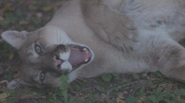 Sonbahar ormanındaki güzel Puma. Amerikan puması, dağ aslanı. Vahşi kedi ormanda yerde uzanıyordu. Vahşi yaşam Amerika 'sı. Ağır çekim 120 fps, ProRes 422, derecelendirilmemiş C-LOG 10 bit