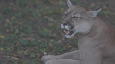 Sonbahar ormanındaki güzel Puma. Amerikan puması, dağ aslanı. Vahşi kedi ormanda yerde uzanıyordu. Vahşi yaşam Amerika 'sı. Ağır çekim 120 fps, ProRes 422, derecelendirilmemiş C-LOG 10 bit