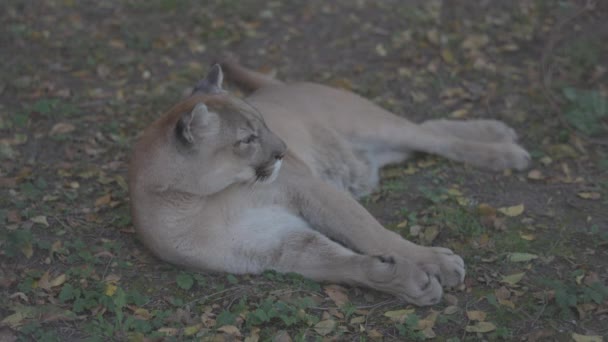 Bella Puma nella foresta autunnale. Puma americana - puma di montagna. Il gatto selvatico giace a terra nella foresta. Wildlife America. Movimento lento 120 fps, ProRes 422, C-LOG 10 bit non classificato — Video Stock